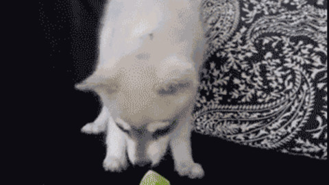 Dog tasting Lemon best Gif