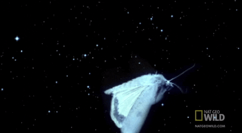 Worldâ S Deadliest Flutter GIF by Nat Geo Wild - Find & Share on GIPHY