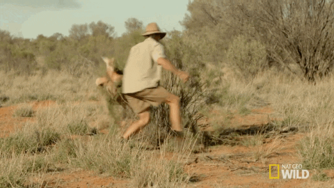 Kangaroos chasing unsuspecting baller in the desert