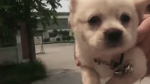 Super Dog best Gif