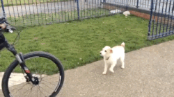 Lets Go For A Ride in funny gifs