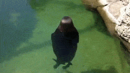 foca