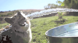 Fun Water GIF - Find & Share on GIPHY