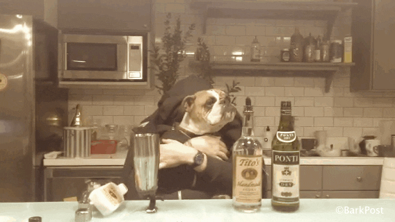 Dog Lol GIF by The BarkPost