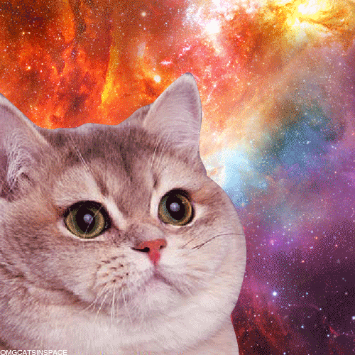Cat Cosmic Space Trippy Heavy Breathing GIF Find & Share on GIPHY