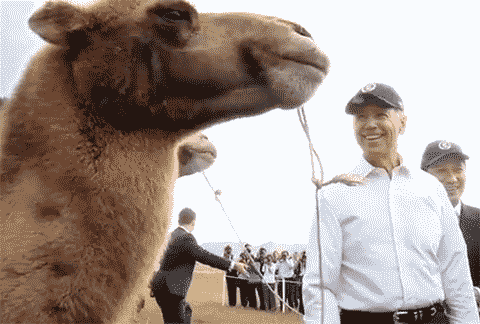 joe biden camel
