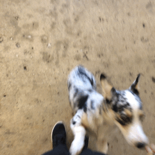 gif cam