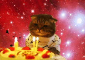 cat+cake