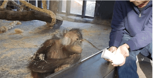 http://mashable.com/2015/12/09/orangutan-sees-magic-trick/#j9J4Hq7yFqqA