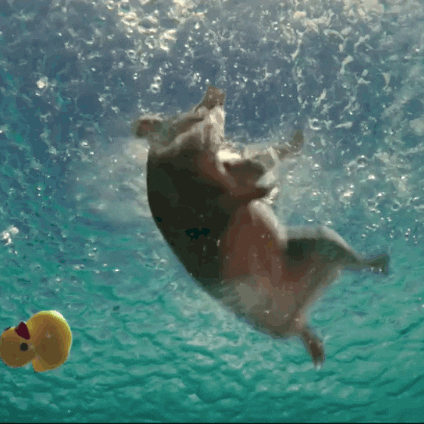 Angry Birds beach swimming pig splash