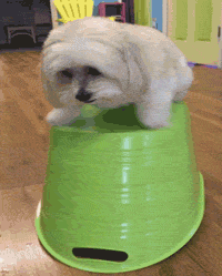 America's Funniest Home Videos funny dog cute fail