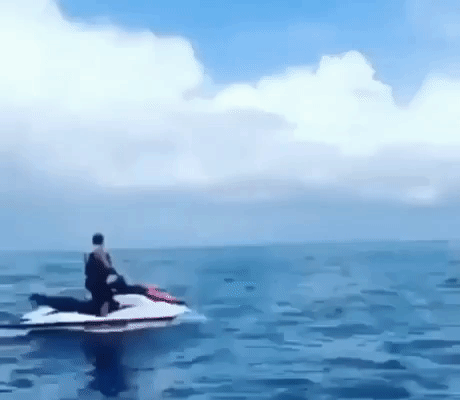 WTF Dolphin in funny gifs