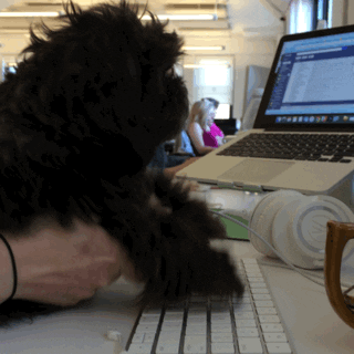 Dog At Work GIF - Find & Share on GIPHY