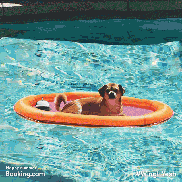 Dog Pool GIF by Find & Share on GIPHY
