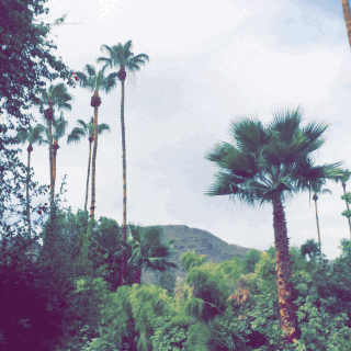palm trees gif california jess springs giphy everything gifs