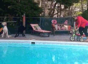 America's Funniest Home Videos fail dogs fall pool