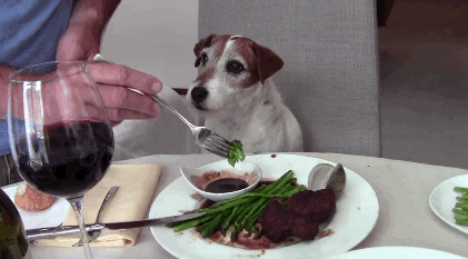 dog dinner fancy