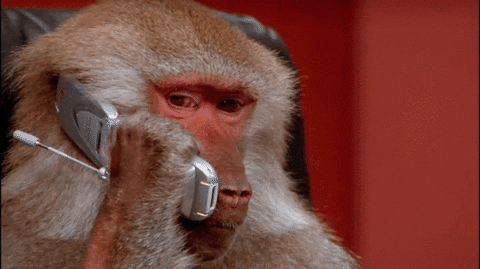 monkey on cell phone