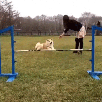 GIF of dog "trying" to jump hurdle.
