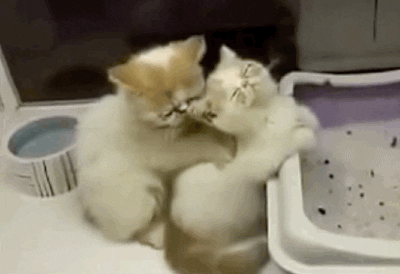 Cat Boyfriend GIF by Tiffany - Find & Share on GIPHY