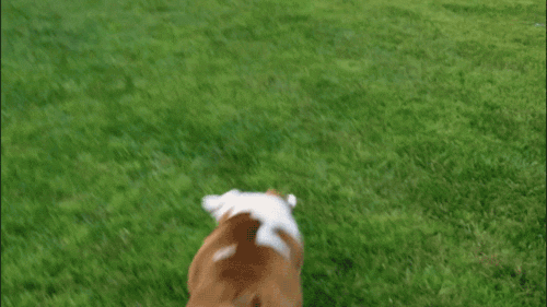 A dog playing on grass and failing