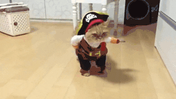 Pirate cat