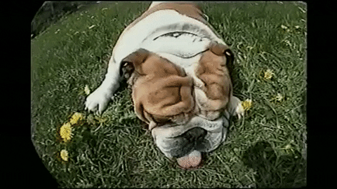 Cute Dog GIF by AFV Pets - Find & Share on GIPHY
