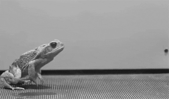Frog Jump GIFs - Find & Share on GIPHY