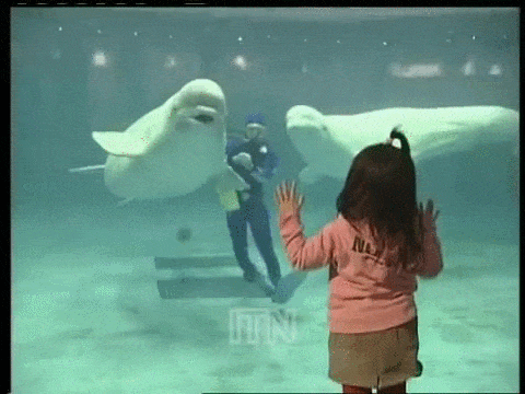 [Gif description: a beluga whale blowing a kiss to a little girl] via Giphy