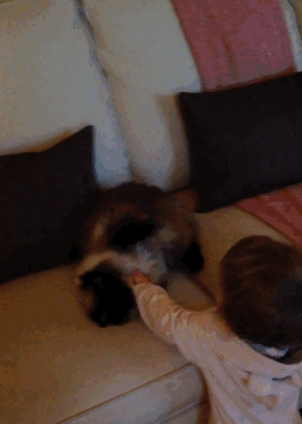 AFV Babies cat dog fail ouch