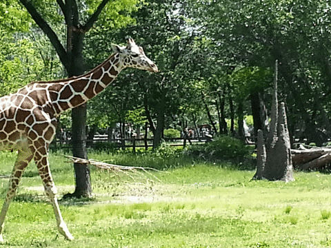 giraffe clipart gif - photo #31