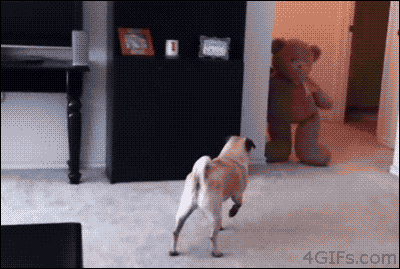 None animated GIF