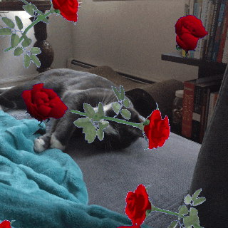 cat sleeping lazy roses