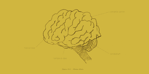 Brain GIF by Primer - Find & Share on GIPHY