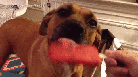 summer dog treats: dog eating icy dog treats