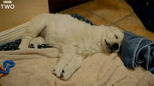 Tired Golden Retriever GIF by BBC