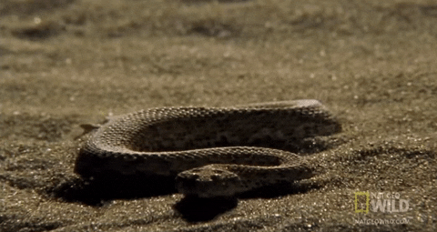 Shake It Snake GIF by Nat Geo Wild  - Find & Share on GIPHY