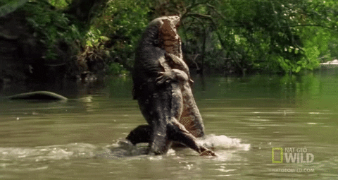 Image result for gif alligator