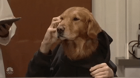 Dog Come Here GIF by Saturday Night Live - Find & Share on GIPHY