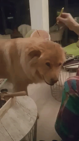 Dogo Loves This in animals gifs