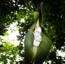 Honduran white bats in funny gifs