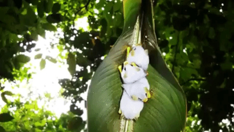 Honduran white bats