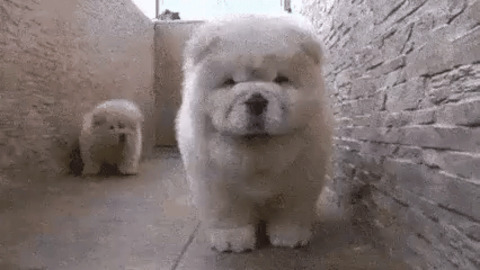 Bork Bork best Gif