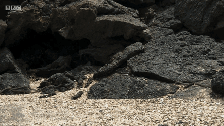 красивые змеи, красивые змеи фото, страшные змеи фото