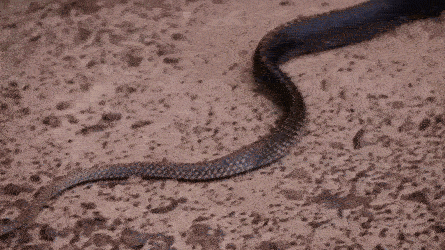 красивые змеи, красивые змеи фото, страшные змеи фото