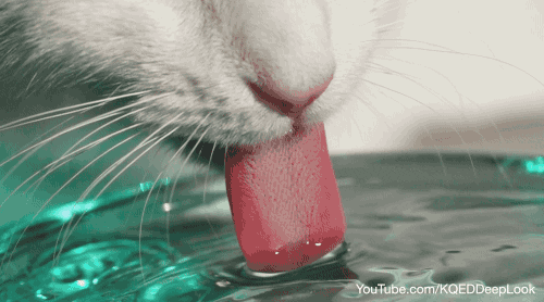 Drinking Water Cat GIF by PBS Digital Studios