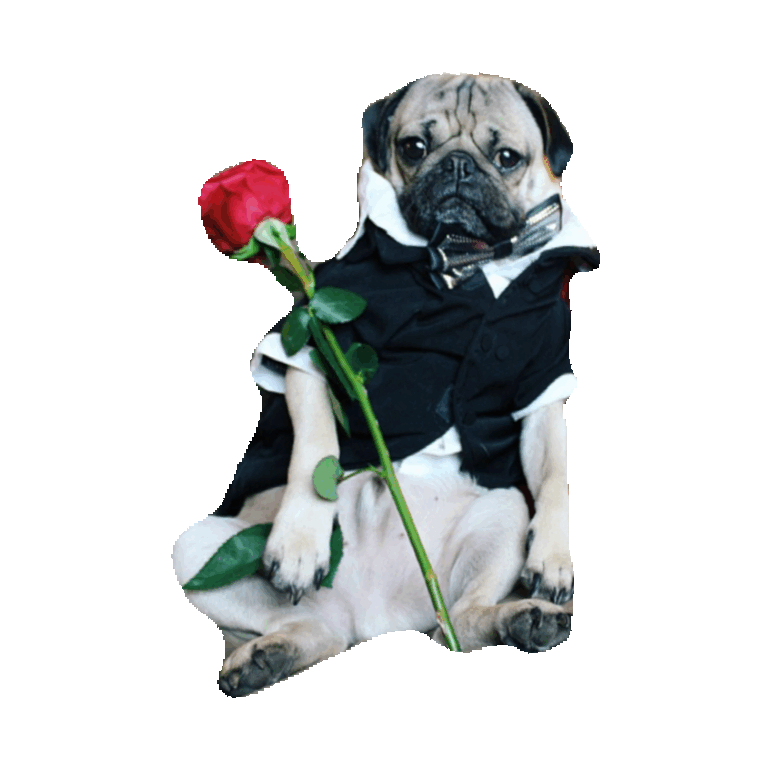 Pug Love Sticker for iOS & Android GIPHY
