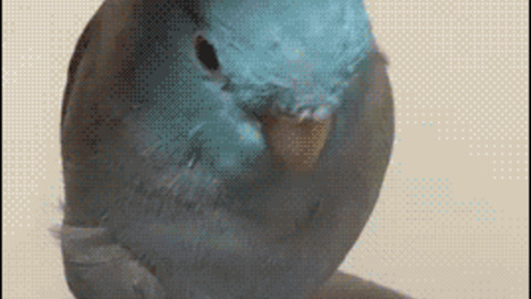 Bunny Dove best Gif