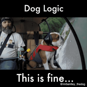 Dog Logic in animals gifs