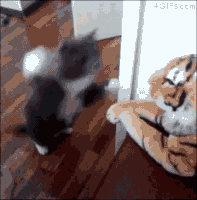 external_gif